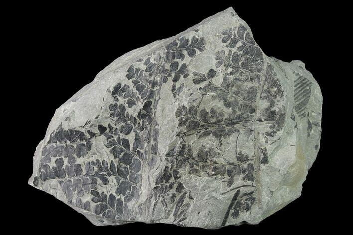 Pennsylvanian Fossil Fern (Sphenopteris) Plate - Kentucky #142410